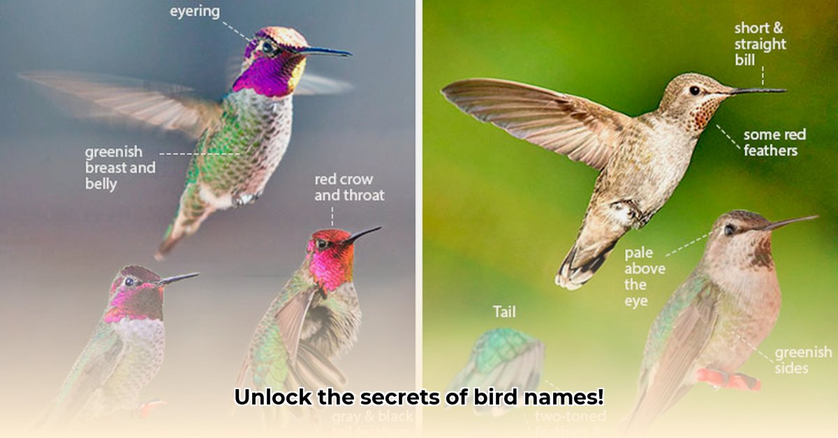 scientific-bird-names-identification-guide